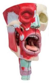 鼻、口、咽喉腔分解模型